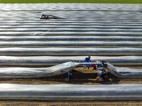 Wesel, North Rhine-Westphalia, Germany, Harvest workers from Eastern Europe harvest the first asparagus of the season in a field, Europe
