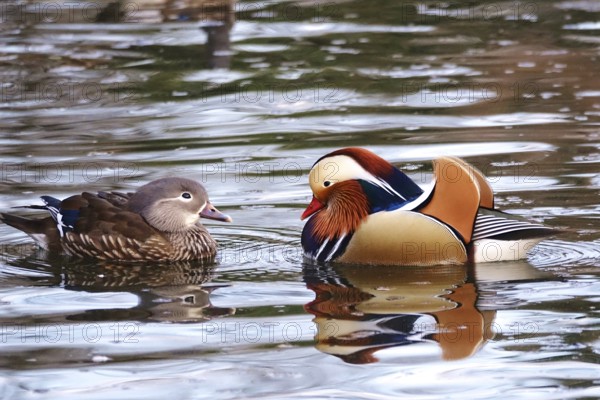 Mandarin ducks in a lake, winter, Germany, Europe