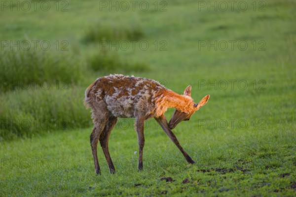 An Altai maral calf Altai wapiti or Altai elk (Cervus canadensis sibiricus) stands in a meadow in the first light of the day