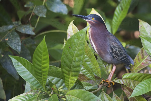 Mangrove heron (Butorides striata), Tortuguero National Park, Costa Rica, Central America