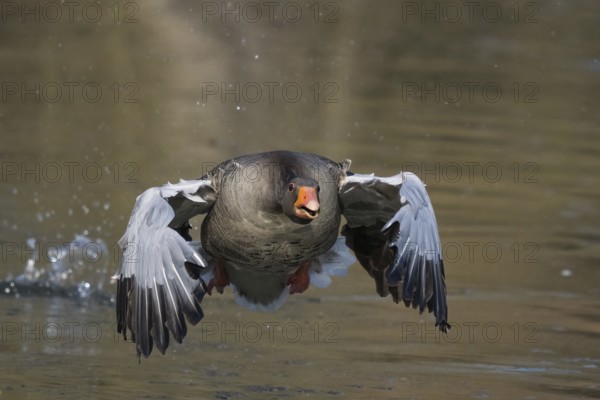 A flying grey goose (Anser anser) over water with spread wings and open beak, frontal view, Hesse, Germany, Europe