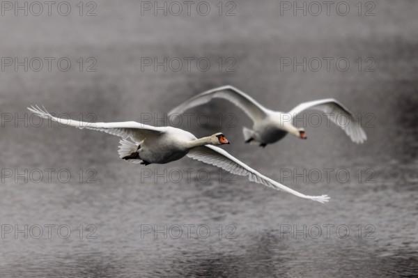 Two swans flying side by side over the water in atmospheric light, Mute Swan, (cygnus olor), wildlife, Germany, Europe