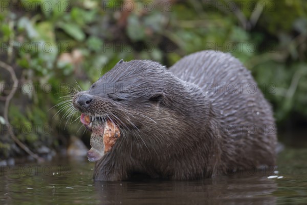 Eurasian otter (Lutra lutra) adult animal eating a fish in a river, England, United Kingdom, Europe