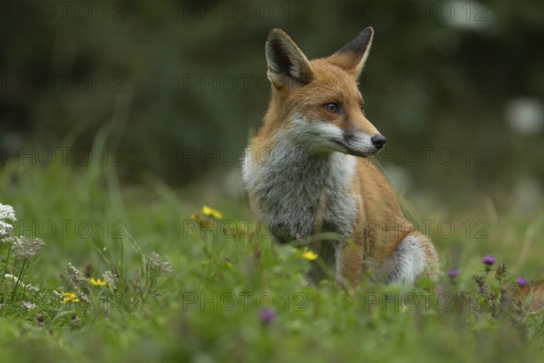 Red fox (Vulpes vulpes) adult animal sitting in grassland with summer flowers, England, United Kingdom, Europe