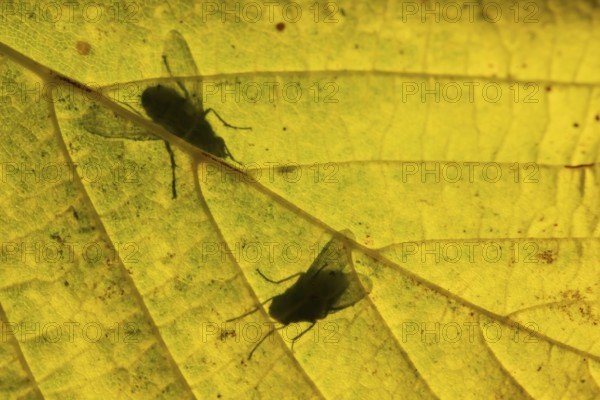 Flesh fly (Sarcophaga crassipalpis) silhouette of two adult insects on a tree leaf in autumn, England, United Kingdom, Europe