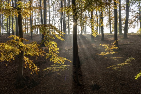 Autumn with morning sunshine in the forest, Fröndenberg, North Rhine-Westphalia, Germany, Europe