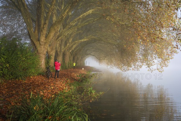 Essen, North Rhine-Westphalia, Germany, Golden autumn at Lake Baldeney. Cyclists and joggers in the morning mist on the lakeside path under plane trees, Europe
