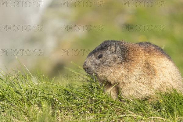 One adult Alpine Marmot, Marmota marmota, feeding on herbs in green grass. Grossglockner high alpine road, Austria, Europe