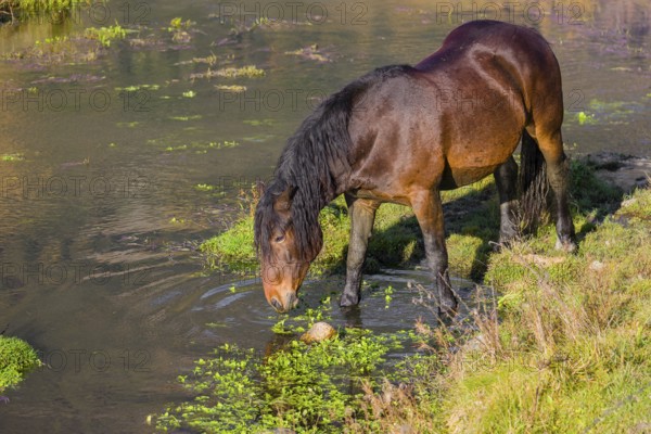 A heavy horse of mixed breed stands in the water of a small pond and enjoys its life on a sunny autumn day