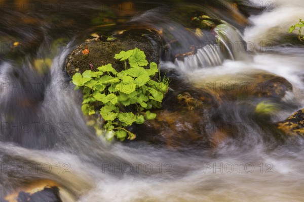 Kleine Ohe creek below Waldhaeuser village in the Bavarian Forest Nationalpark. Flowing water, little cascades, mossy stones and fresh green vegetation