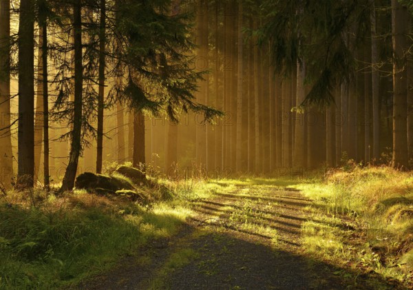 Forest path through spruce forest in the first morning light, Saale-Holzland district, Thuringia, Germany, Europe