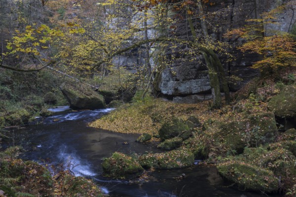 Flowing water with ferns and rocks in the Edmunds Gorge in autumn. River Kamnitz, Hrensko, Ustecky kraj, Czech Republic, Europe