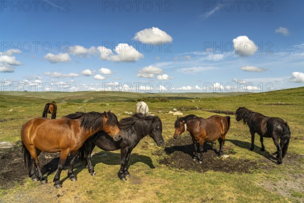 Horses on Dartmoor, Devon, England, Great Britain