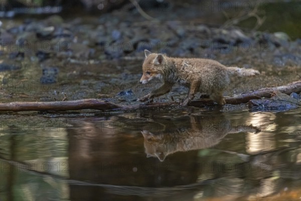 One young red fox, Vulpes vulpes, walking through a shallow forest creek in late light. Searching for food
