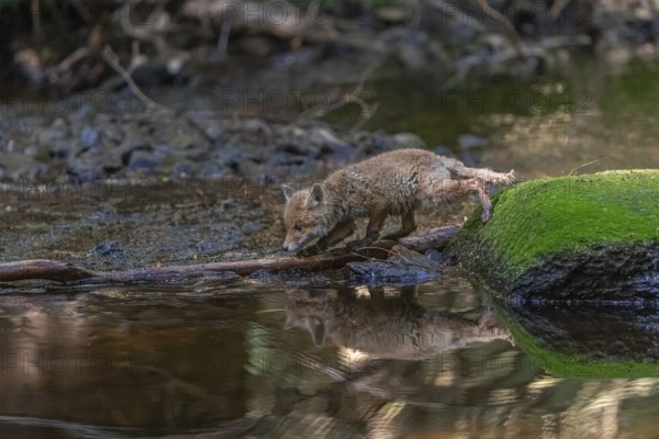 One young red fox, Vulpes vulpes, walking through a shallow forest creek in late light. Searching for food