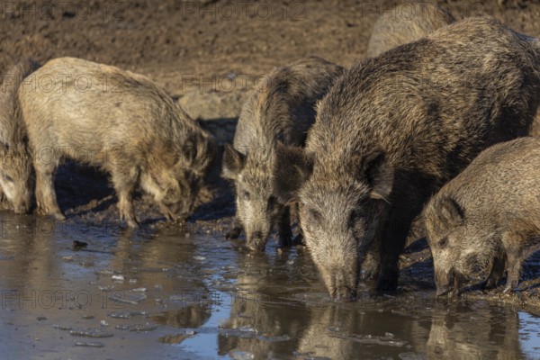 Four young and one adult wild boar or wild pig (Sus scrofa) drinking from a mostly frozen pond on an opening in early morning light