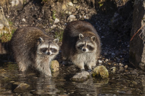 Two Raccoons, Procyon lotor, looking for food between the pebbles in shallow water