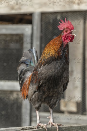 Cock crowing in a farm in the countryside. Lower Rhine, Alsace, France, Europe