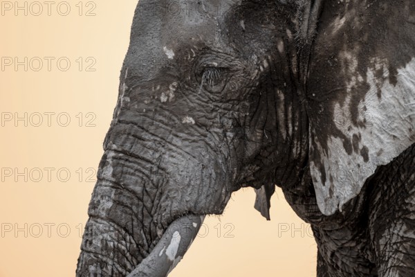 African elephant (Loxodonta africana), adult male, animal portrait, at sunset, Nxai Pan National Park, Botswana, Africa