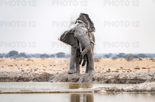 African elephant (Loxodonta africana), adult male, shaking with flapping ears, at the waterhole, funny, Nxai Pan National Park, Botswana, Africa