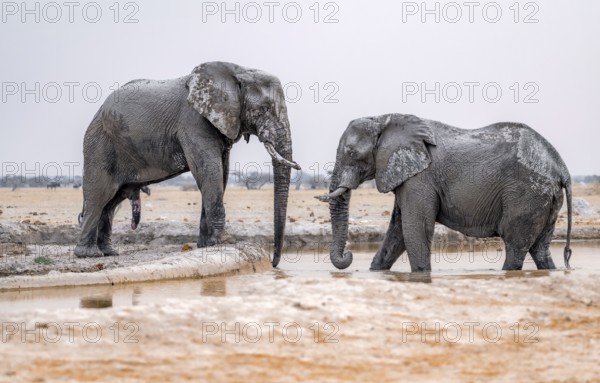 African elephant (Loxodonta africana), two adult males, one standing in the water, at a waterhole, Nxai Pan National Park, Botswana Botswana