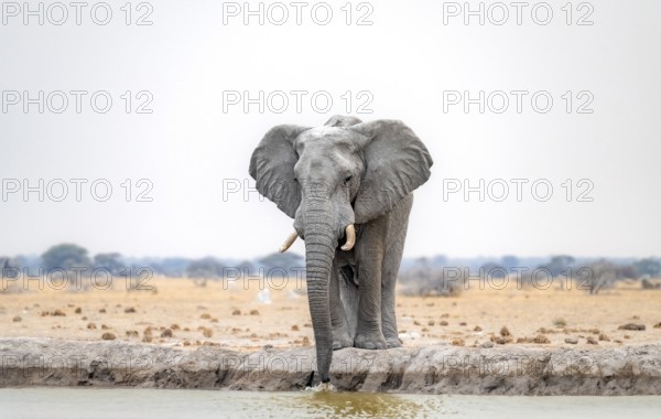 African elephant (Loxodonta africana), adult male, drinking at a waterhole, Nxai Pan National Park, Botswana, Africa