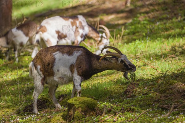 A herd of Tauernschecke goats, Capra aegagrus hircus, grazing in a forest