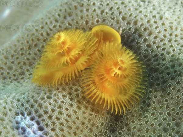 Yellow spiral worms, Indo-Pacific Christmas tree worm (Spirobranchus corniculatus), on a coral in an underwater landscape, dive site Prapat, Penyapangan, Bali, Indonesia, Asia
