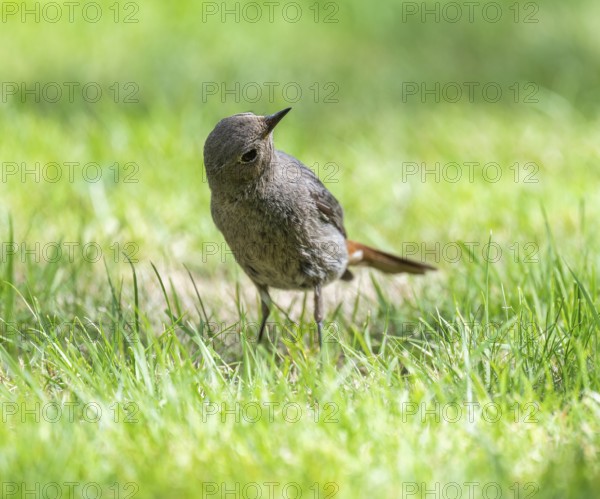 Black redstart (Phoenicurus ochruros), female foraging on a lawn in a garden, Lower Saxony, Germany, Europe