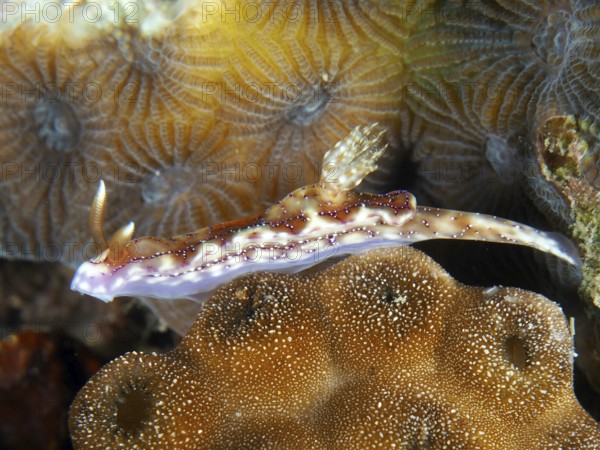 A nudibranch, volcanic star snail (Hypselodoris krakatoa), on corals, dive site Twin Reef, Penyapangan, Bali, Indonesia, Asia