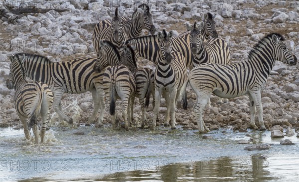 Steppe zebras at a waterhole in Etosha National Park, Namibia, Africa