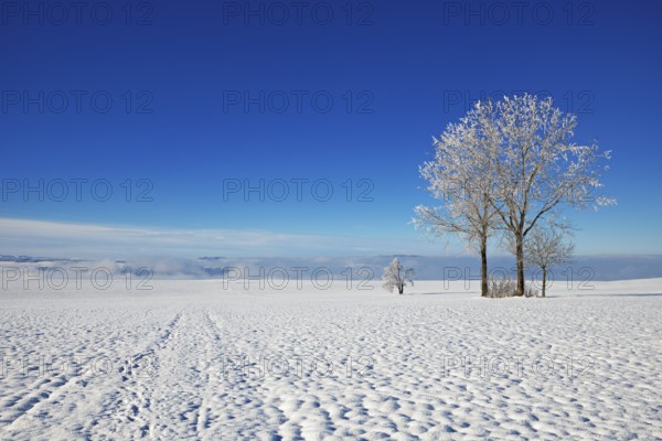 Trees in hoarfrost, Schlatt, Canton Lucerne, Switzerland, Europe