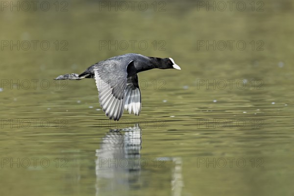 Eurasian Coot (Fulica atra), adult bird flying over the water, Flachsee, Canton Aargau, Switzerland, Europe