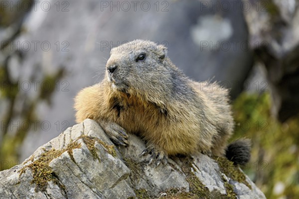 Alpine marmot (Marmota marmota), lying on rocks, Switzerland, Europe