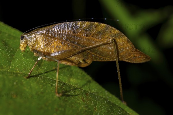 Brown locust (Orophus), sitting on a leaf, at night in the tropical rainforest, Heredia province, Costa Rica, Central America