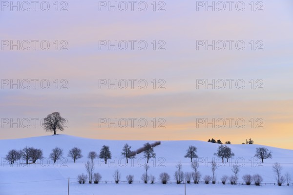 Winter landscape with snow-covered hills and trees under a pastel-coloured sunset, Menzingen, Zug, Canton Zug, Switzerland, Europe