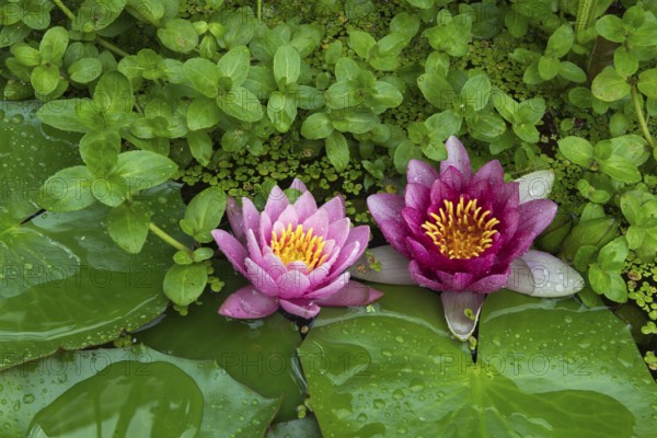 Red and pink water lilies (Nymphaea) on green leaves in a pond, duckweed, pink, Baden-Württemberg, Germany, Europe