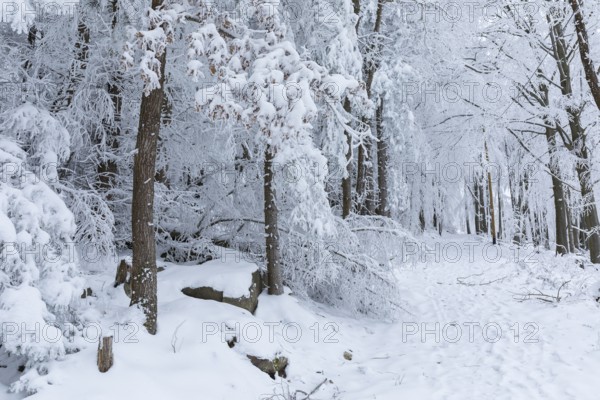 Forest path through the winter forest at Czorneboh, Lusatian Mountains, Saxony, Germany, Europe