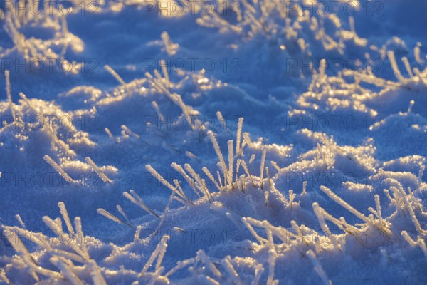 Frost-covered blades of grass in a blue winter landscape, winter, Wasserkuppe, Gersfeld, Rhön, Hesse, Germany, Europe