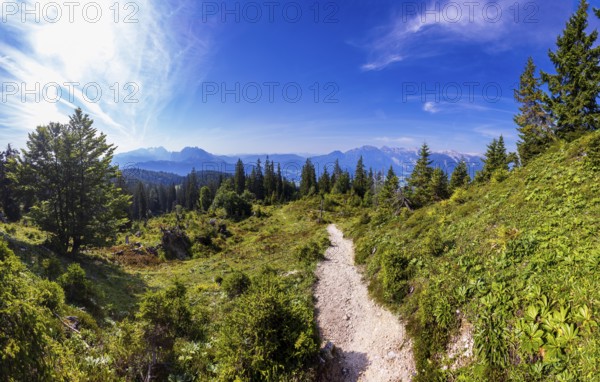 Wanderweg durch einen Gebirgswald zum Gipfel des Taborberg mit Blick zum Tennengebirge und Gosaukamm, Lammertal, Osterhorngruppe, Salzkammergut, Land Salzburg, Österreich