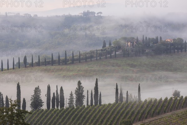 Mist between the hills with wine, individual houses and columnar cypresses, San Gimignano, Tuscany, Province of Siena, Italy, Europe