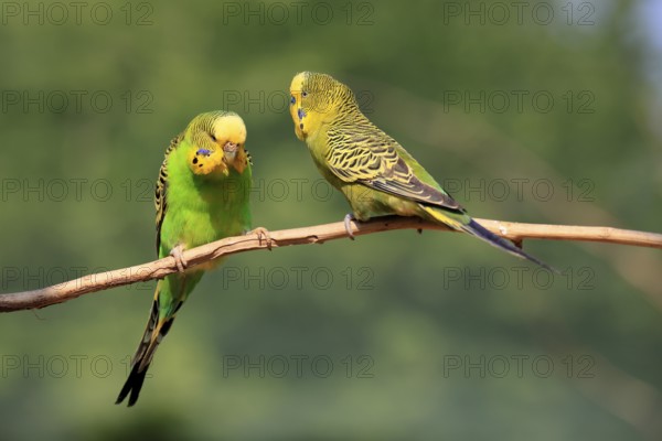 Budgerigar (Melopsittacus undulatus), adult, pair, male, female, two, in perch, Australia, Oceania
