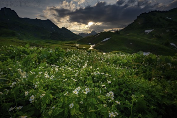 Summit in the morning light with dramatic clouds and anemone in the foreground, Lech, Lechquellengebirge, Vorarlberg, Austria, Europe