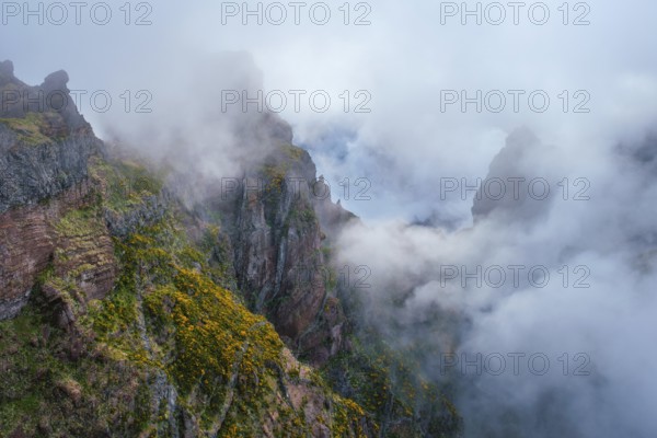 A mountain covered in fog and clouds with blooming Cytisus shrubs. Near Pico de Arieiro, Madeira island, Portugal, Europe