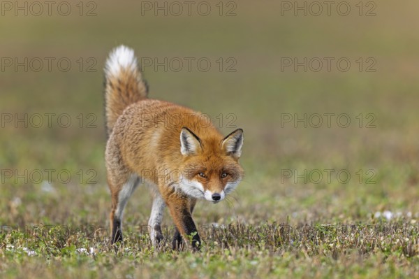 Red fox (Vulpes vulpes), hunting, winter fur, lurking, sniffing, dominant, male, winter landscape, predator, Middle Elbe Biosphere Reserve, Saxony-Anhalt, Germany, Europe