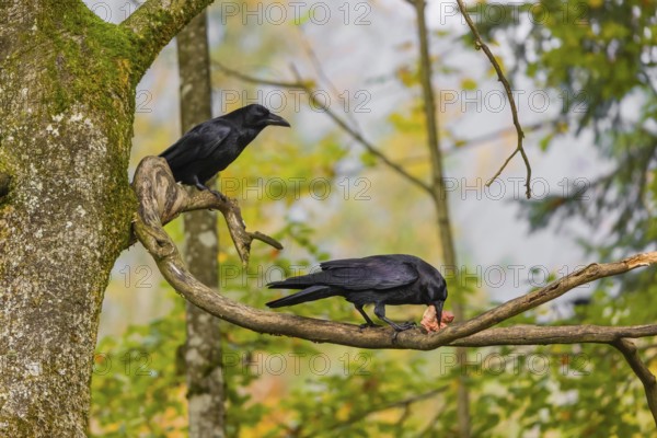 Two common raven (Corvus corax) sit in a tree, one eats a piece of meat