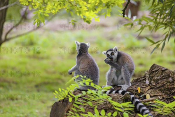 Two ring-tailed lemurs (Lemur catta) are sitting on a rotten tree lying on the ground, eating something