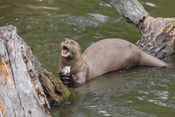 A giant otter or giant river otter (Pteronura brasiliensis) rests on a rotten log and eats a fish