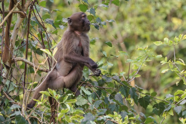 A young gelada (Theropithecus gelada), or bloodheart monkey, collects food in a small tree