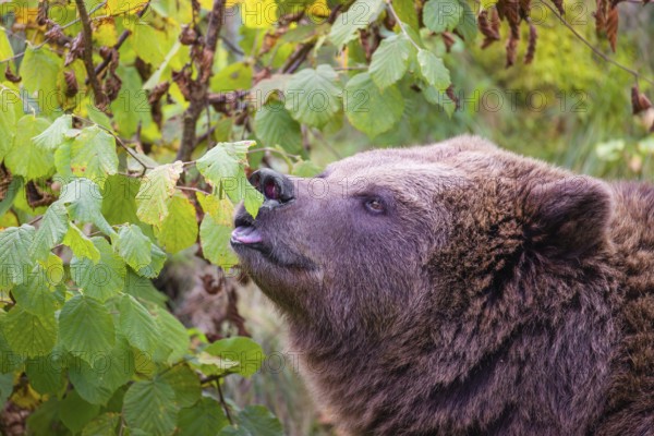 An adult female brown bear (Ursus arctos arctos) eating leaves from a birch tree